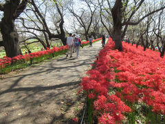 権現堂桜堤の上に上りました。1kmの桜並木になっています。