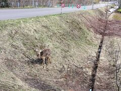 道の脇に鹿が