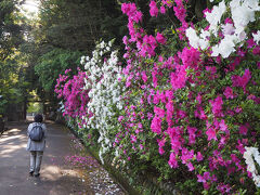 【石上神宮（式内社）】ツツジが見頃でした。