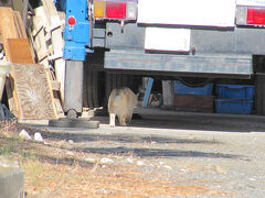 天王宿駅で下車
桐生市第一猫に逃げられました