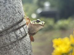 9月も終わるって言うのにまだまだ暑いお彼岸。
祝日にも関わらず関越は特に渋滞無し！
お墓参りの前に道の駅で野菜を買込む。
【道の駅あぐりーむ昭和】
レタスや茄子やとうもろこしなども
100円～買える幸せ笑
写真撮るの忘れましたがこちらの道の駅は
こじんまりしてるけど
足湯もありゆっくり出来て好き(^^)