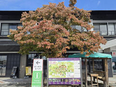 寒河江駅からワンコインタクシーでチェリーランドに来ました、木々も色付いてますね