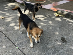 ここから先はトゥクトゥクのおやじに場所を指定して連れてってもらいます。
ワットプラタートプーカオ（グーグルマップでは、プラタート ドーイプーカオ）というお寺へ。
結構な坂を登ります。

着いたらいきなりワンコが。
お寺か売店の人が声をかけたら大人しくどこかへ行ったので飼われているみたい。