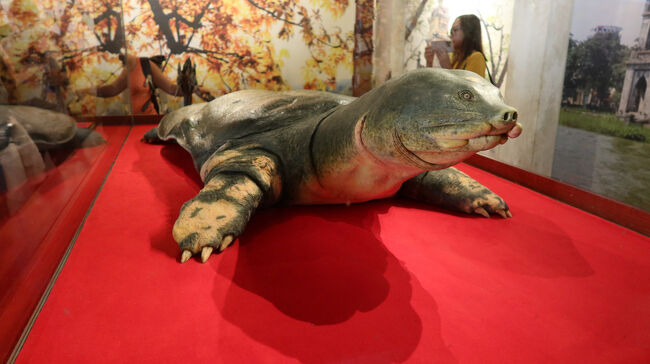 カメ大きい！なんかスッポンみたいだな。