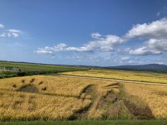 田んぼアート。もうすぐ刈り取りの時期なので、ギリギリ見られた。