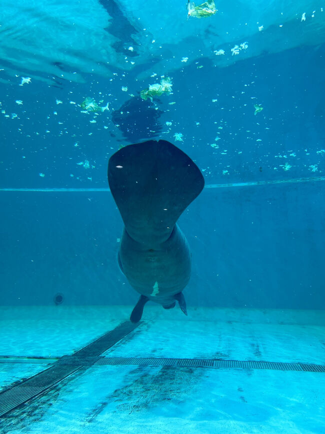 こちらも無料の「マナティ館」<br />キャベツむしゃむしゃ、、、<br />まなてーかわえー(*´ー｀*)