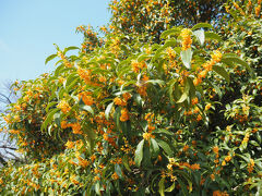 グリーンドームの横を歩いてると金木犀の花が見頃で、香りもしました
