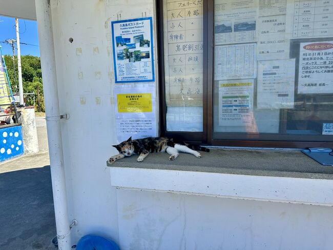 ネコのほうガー多い<br /><br /><br />