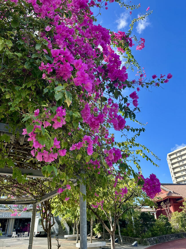 オ「さいごにここでーす」<br /><br />『福州園』<br />波上宮から歩いて10分。<br />ブーゲンビリアを見てたら<br />オットが待ちきれず先にはいって、、<br />