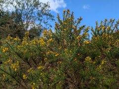 とげとげが目立つハリエニシダ。