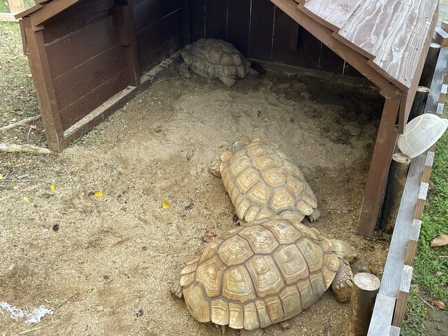 大きなカメさんが3ひき。
