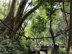 モンキーフォレストの小道を通り、ニュークニン方面に歩いてみました。
途中1匹のお猿さんに攻撃されそうになり、わーたすけてーと叫んでしまいましたヽ(￣д￣;)ノ=3=3=3
日傘で抵抗し、なんとか逃げることに成功。。