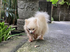 ウブド後半は、Meruhdani Boutique Hotelに泊まりました。1泊約7,500円
こちらのわんちゃんは、ホテルのスパの看板犬とのこと。