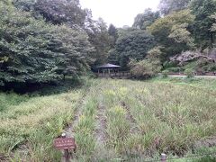 10分ほど森や住宅地を歩いて、生田緑地本園到着。
本園は菖蒲園SL広場メタセコイアの森、紫陽花園、湿地のハンノキの森などあります。