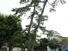 武隈の松（二木の松）