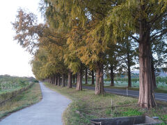 メタセコイア並木道は、急に人気スポットのなった感がありますが、県道小荒路牧野沢線沿いに植えられた中国原産、スギ科メタセコイアの並木。総延長約2.4kmに約500本が植えられています。昭和56年に植えられたものといいますから、成長は早いんでしょう。