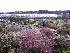 水戸って、こんな街・・偕楽園と千波湖
偕楽園と千波湖は、水戸を代表する景勝地で、特に偕楽園は日本三名園の一つとして知られています。両者は隣接しており、水戸の自然と歴史を一度に楽しめるエリアとなっています。偕楽園は、千波湖のすぐ北西に位置しており。明治元年（1868年）に、偕楽園の斜面からマッコウクジラの仲間であるクジラの下顎の歯が発見されました。この周辺が海だったことを物語っています。