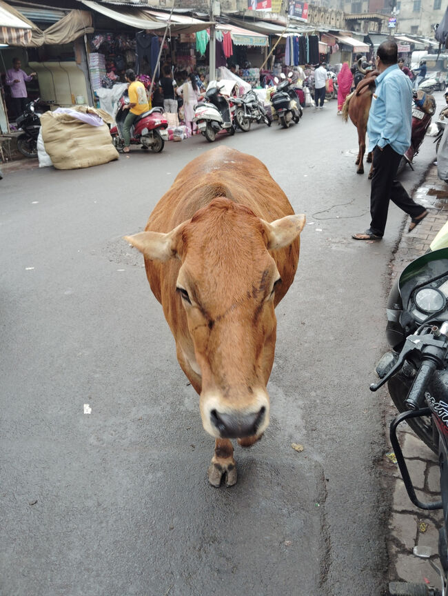野良うしがいるのが理解できない。