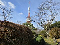 次に桜の名所の八幡山公園ですが桜の葉は暑さのせいで？落葉してましたが、ドウダンツツジは綺麗に紅葉してますね、奥のタワーは宇都宮タワーです