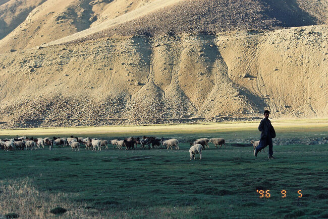 　朝の風景。羊の放牧がなされている。