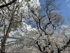 食事の後はお花見です。

