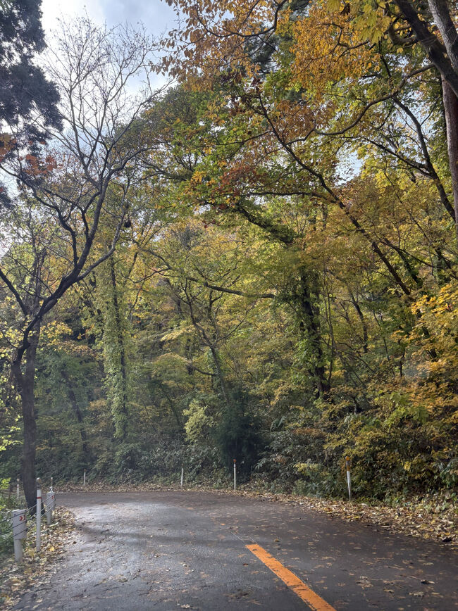 函館山の頂上への道は紅葉がちらほら。