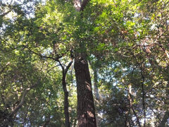 今日は無料でした。300円でお得!
中に入ると、武蔵野の原林というか、原野で大木でした。こんな森は町中で見たことがない