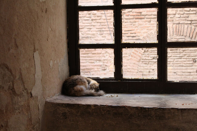 出口へ。<br />お休み中の猫。