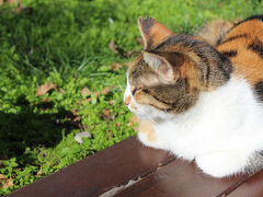 ヒッポドローム