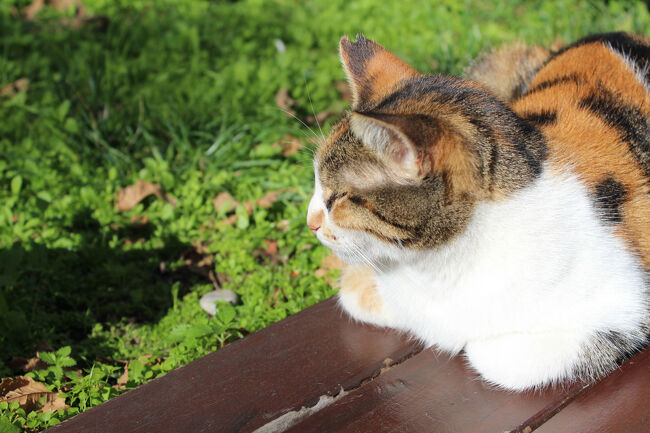 ヒッポドロームにいた猫。