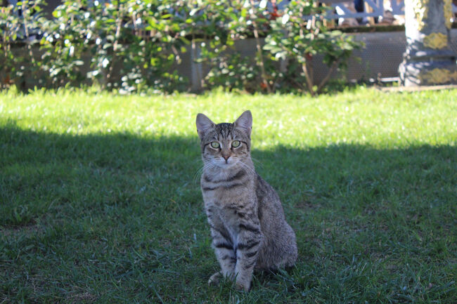 ヒッポドロームにいた猫。