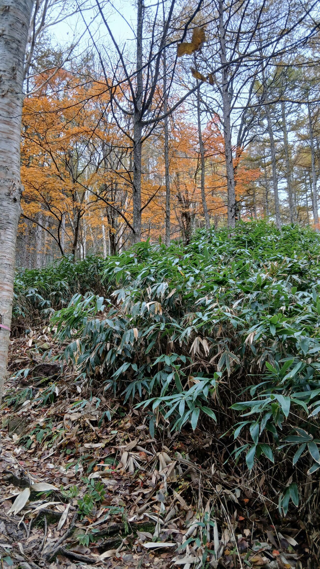 黄色もいい色合い