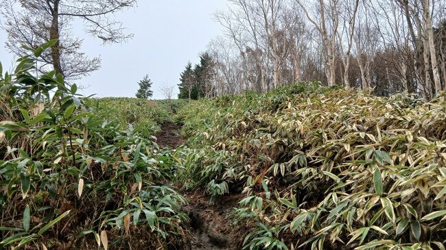 笹が胸元まである中を登ります