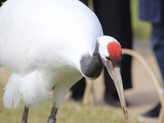 タンチョウ園内散歩