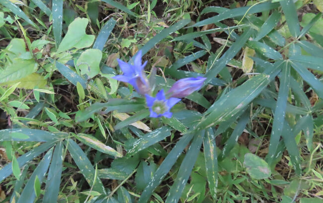 奥の森で見られたツルリンドウ