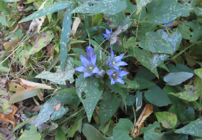 奥の森で見られたツルリンドウ