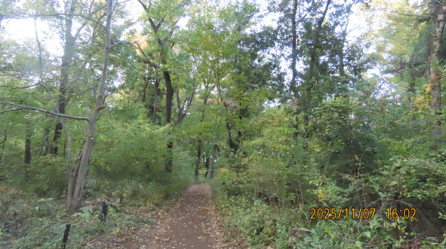 森のさんぽ道の入り口側の森