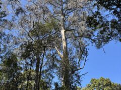 10分くらい車走らせて、グレートオトウェイ国立公園へ。

Rhysさんが案内しながら散策。
スニーカーじゃないときついです。
ツアー参加者数名はバスで待機してた。
