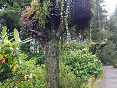 バスはイーガン・ドライブを「ジュノー国際空港/Juneau International Airport」近くまで進んだあとに右折して、「グレイシャー・ガーデンズ・レインフォレスト・アドベンチャー/Glacier Gardens Rainforest Adventure」への坂道を登っていきます。