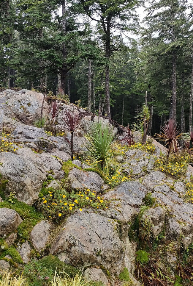 低木はもともとこの辺りの植生と温暖な気候を利用して後から植えられた植物もあるようです。