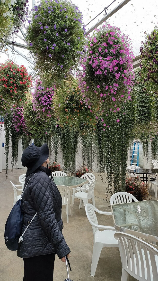 ベゴニアの吊りプランターが見事に花を咲かせていました。妻と結婚して最初の実家へ顔出しした時にお義父さんが車を出して朝霧高原の「富士花鳥園」に連れて行ってくれました。そこのベゴニアやフクシアが奇麗だったことを思い出しました。