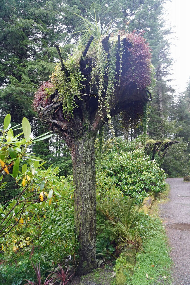 バスはイーガン・ドライブを「ジュノー国際空港/Juneau International Airport」近くまで進んだあとに右折して、「グレイシャー・ガーデンズ・レインフォレスト・アドベンチャー/Glacier Gardens Rainforest Adventure」への坂道を登っていきます。