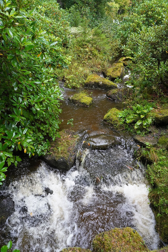 この熱帯雨林アドベンチャーツアーは60分から90分のガイド付き体験で、北米最大の温帯雨林である「トンガス国有林」の中心部へと深く案内します。