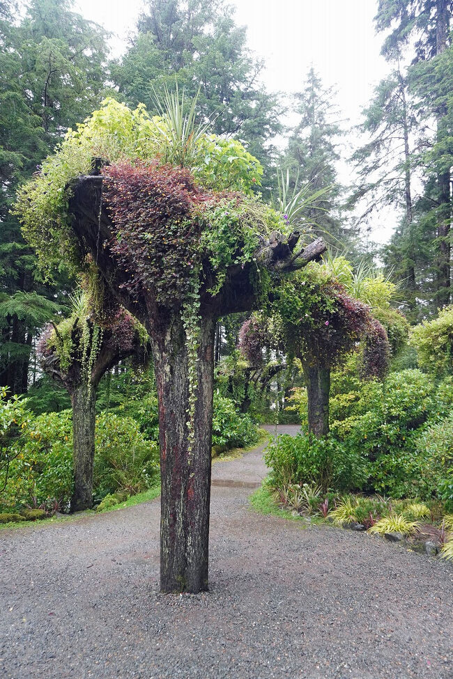 てっきり雨の中を歩くのだろうと思っていたのでこれは嬉しい誤算です。公園の入り口には倒木の根を逆さまに立てたプランターの姿が面白いです。