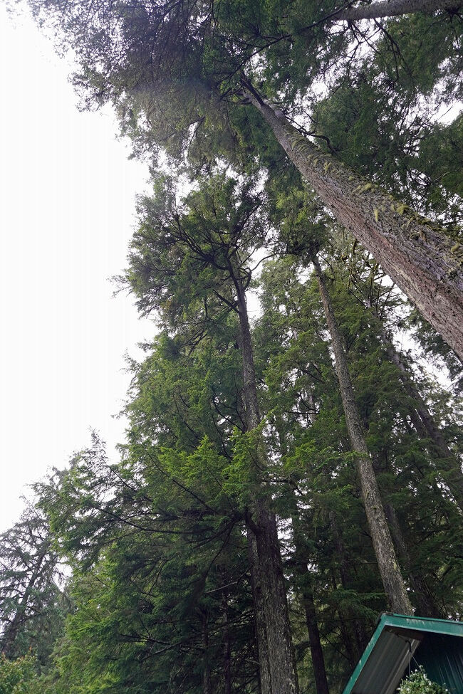 シトカトウヒやウエスタンヘムロックの木などが目の前にそびえています。