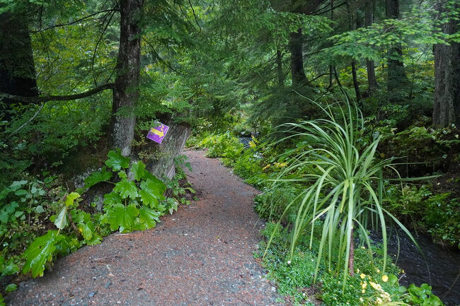 1998年以降に家族経営の植物園としてオープンした施設のようで、深い森の中でアラスカ海流（Alaska Current）の気候を学ぶことが出来ました。