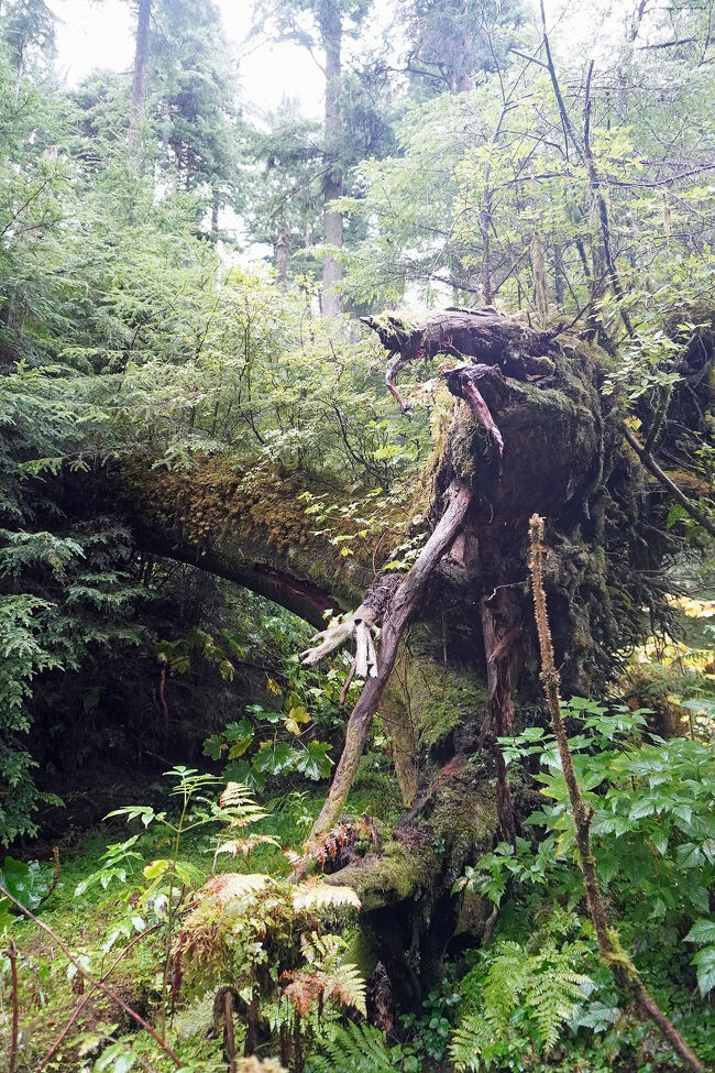 倒れたウエスタンヘムロックの根は横に伸びていますが、地中深くには広がっていないようです。多分氷河で削られた岩盤の上に薄く堆積した土しかないのだと思います。園内のプランターはこの根っこを逆さまに立てたものです。