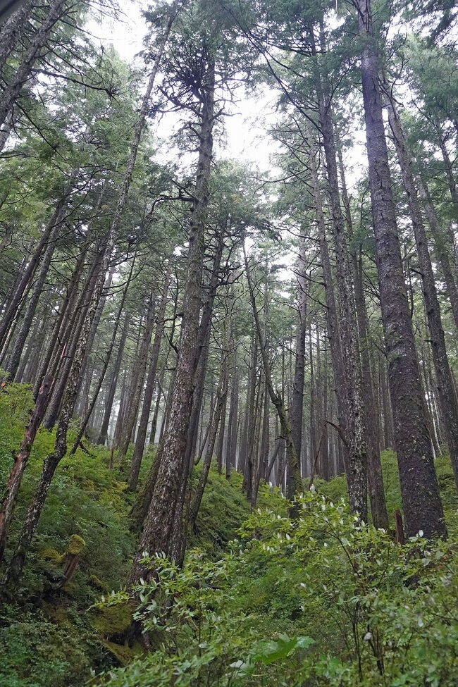 枝打ちされた針葉樹は木材として植林させたものなのでしょうか。左右に揺れながら急坂を登っているのでドライバーさんにも確認できません。