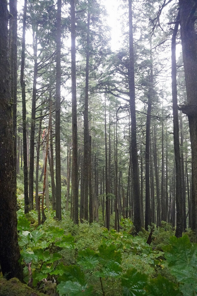 登りで上を見上げているよりも下り道で見下ろす方がちょっと怖い感じがします。