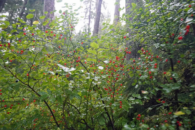 庭梅（ニワウメ）のような真っ赤な実をつけた木々が続いています。